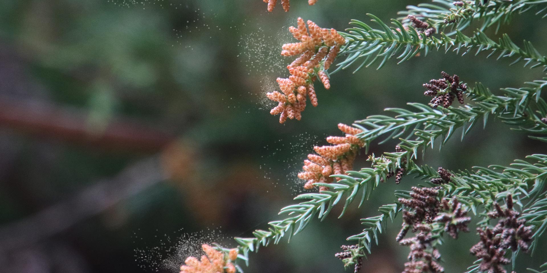 花粉対策